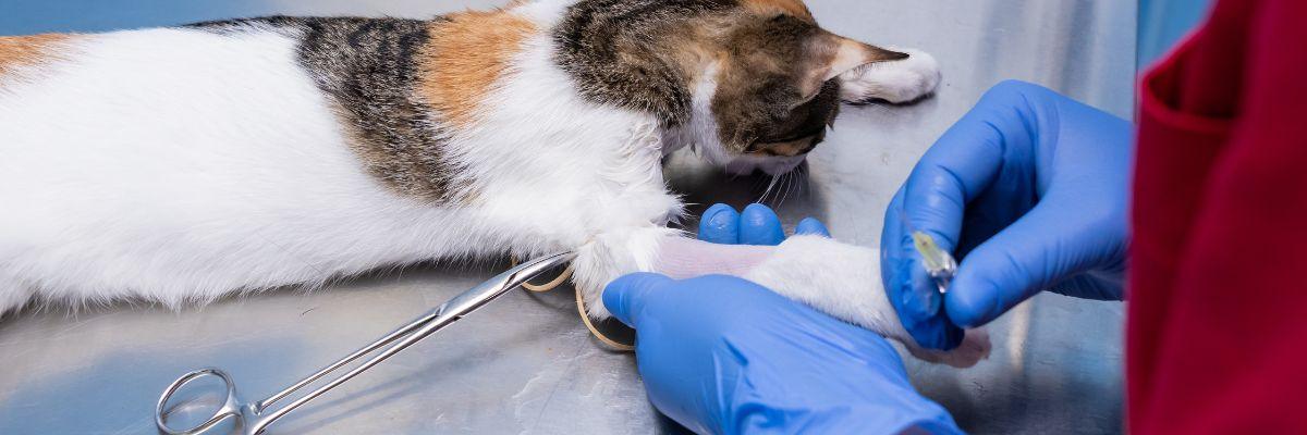 خرید دستکش دامپزشکی